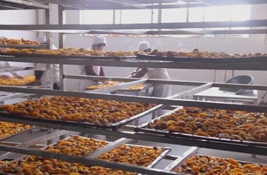 紅薯干烘干除濕機