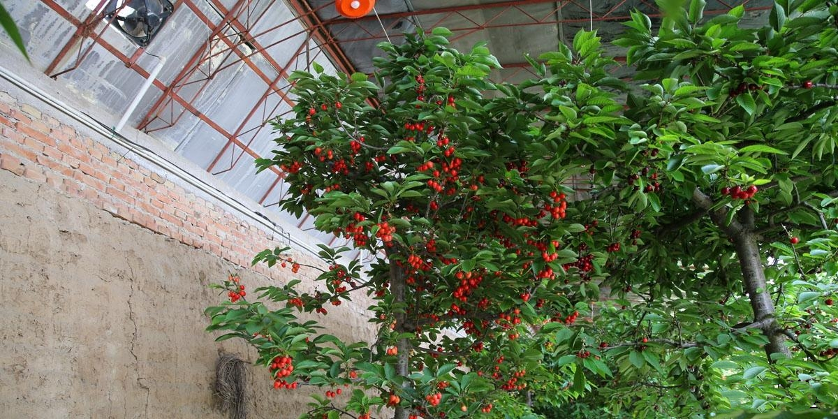 櫻桃大棚除濕機(jī)