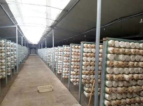 蘑菇房如何加濕？