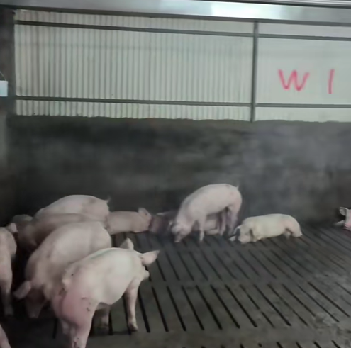 養豬場除臭消毒一體機